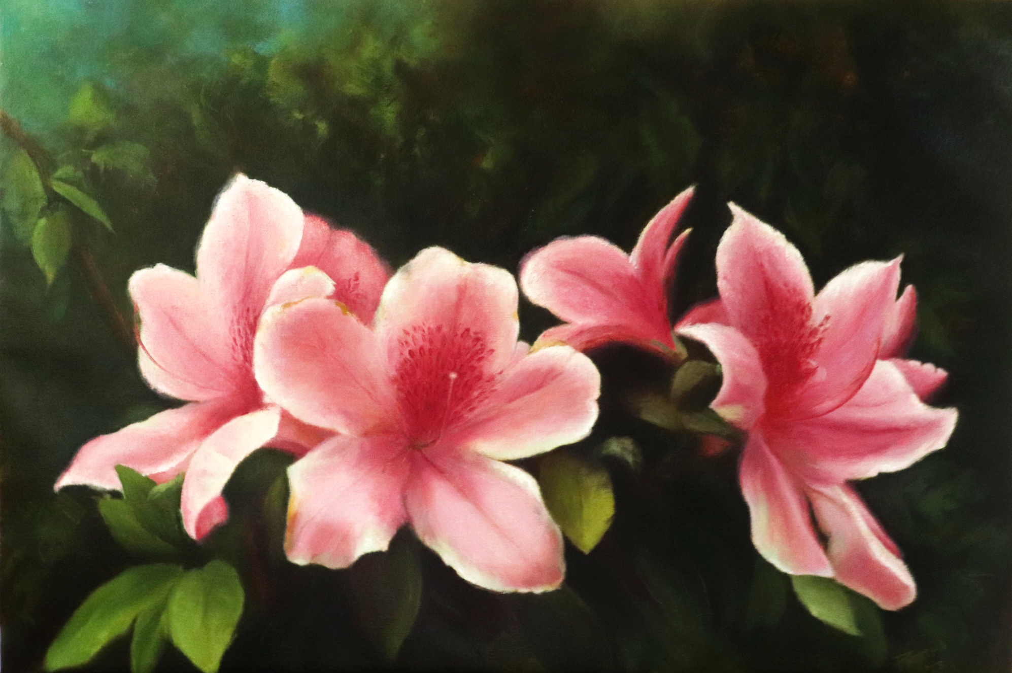 Azaleas